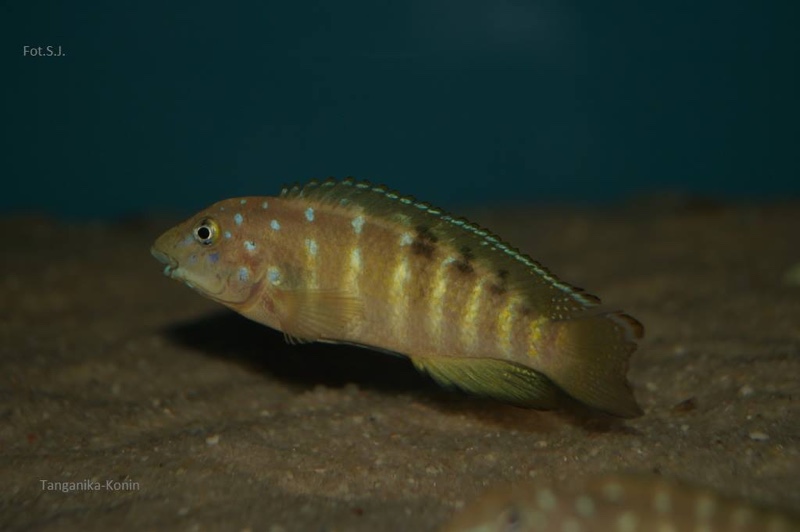 Tanganicodus irsacae 'Kalya'